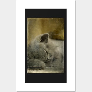 Sweet Little Grey Kitten Posters and Art